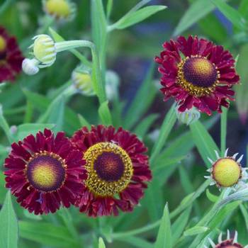 Гелениум Helenium ‘Ranchera’